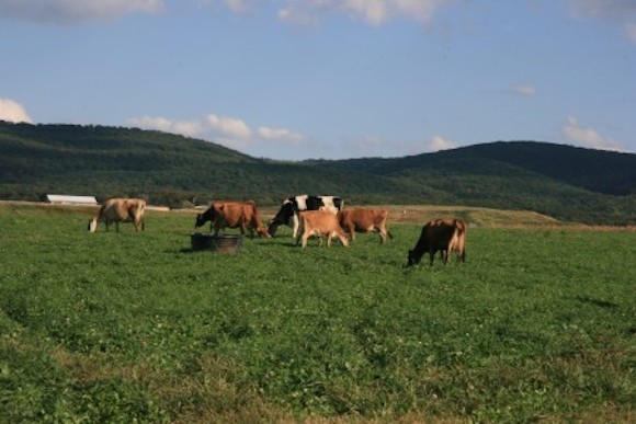 Cows grazing at Trickling Springs Creamery